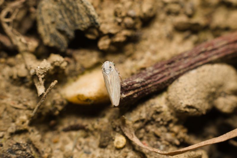 Cicadellidae: Austroagallia sinuata ?  S